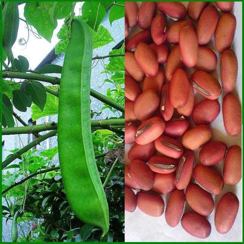 刀豆种子大红刀豆巨型大豆角种籽巴西豆四季蔬菜爬藤菜豆角种