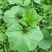 冬苋菜种子冬寒菜种籽马蹄菜高钙菜盆栽野菜秋冬季蔬菜种子