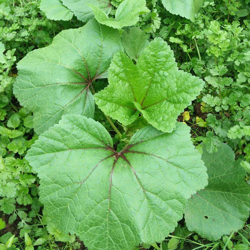 冬苋菜种子冬寒菜种籽马蹄菜高钙菜盆栽野菜秋冬季蔬菜种子