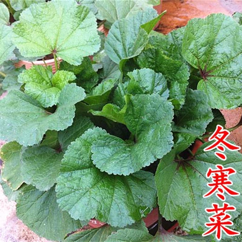 冬苋菜种子冬寒菜种籽马蹄菜高钙菜盆栽野菜秋冬季蔬菜种子