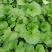 冬苋菜种子冬寒菜种籽马蹄菜高钙菜盆栽野菜秋冬季蔬菜种子