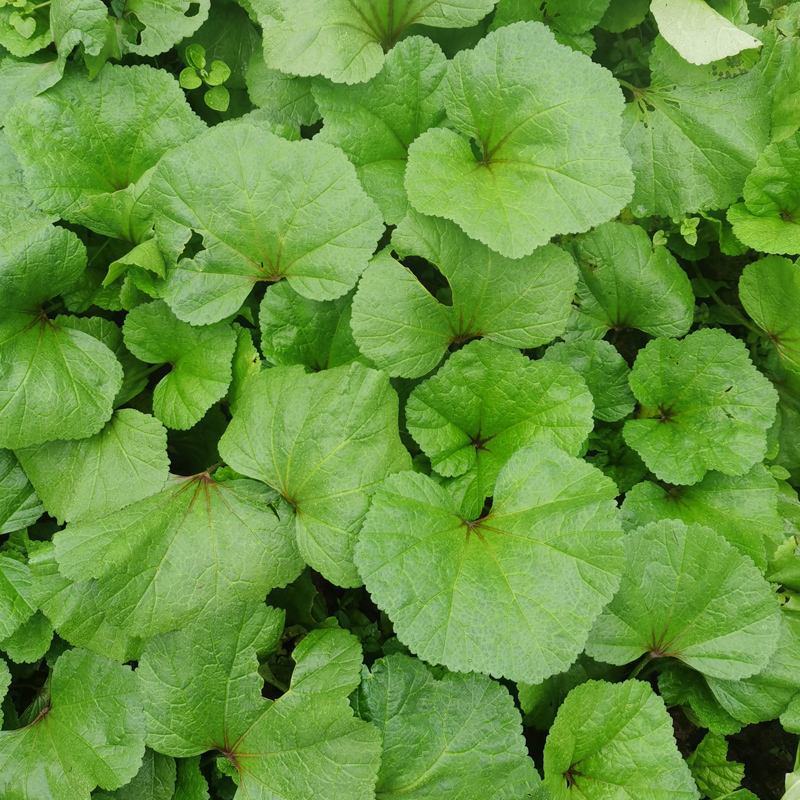 冬苋菜种子冬寒菜种籽马蹄菜高钙菜盆栽野菜秋冬季蔬菜种子
