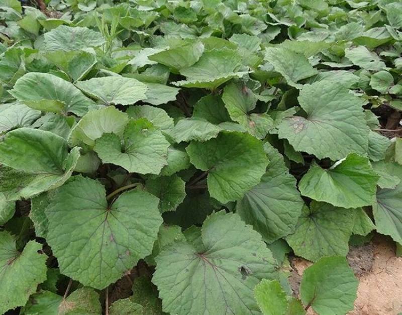 冬苋菜种子冬寒菜种籽马蹄菜高钙菜盆栽野菜秋冬季蔬菜种子