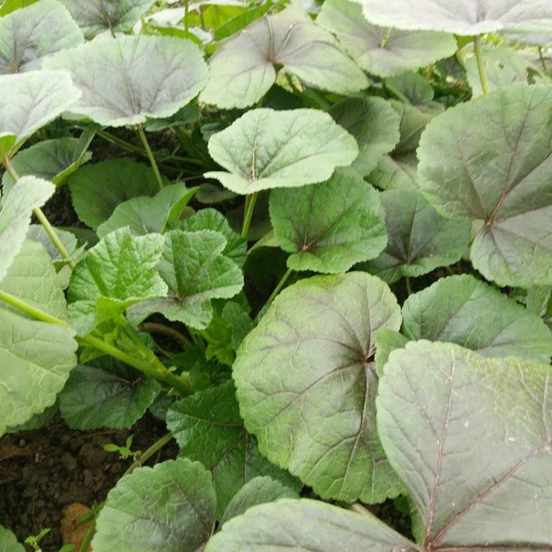 冬苋菜种子冬寒菜种籽马蹄菜高钙菜盆栽野菜秋冬季蔬菜种子