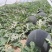 新品超甜无籽西瓜种子高产薄皮红心多汁特大西瓜种籽蔬菜水果