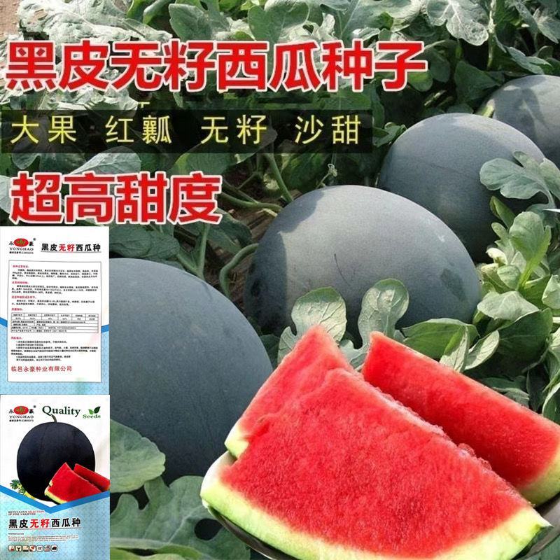 新品超甜无籽西瓜种子高产薄皮红心多汁特大西瓜种籽蔬菜水果