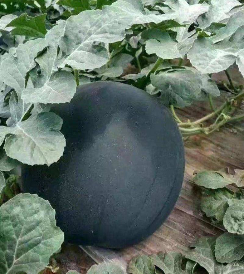 新品超甜无籽西瓜种子高产薄皮红心多汁特大西瓜种籽蔬菜水果