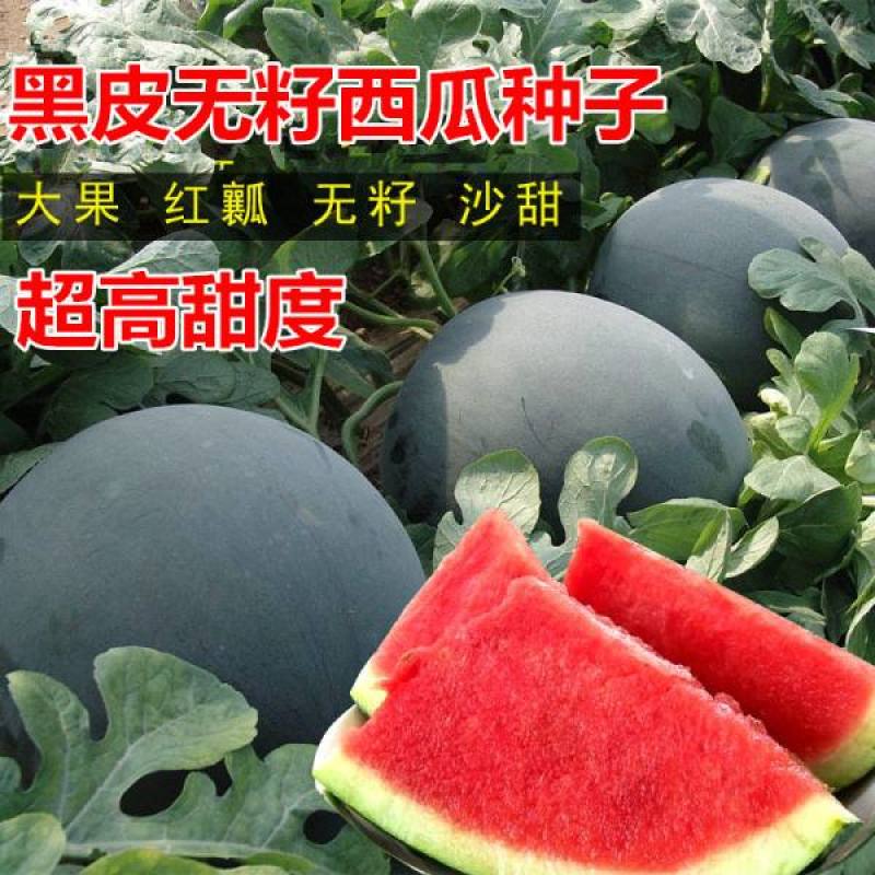 新品超甜无籽西瓜种子高产薄皮红心多汁特大西瓜种籽蔬菜水果