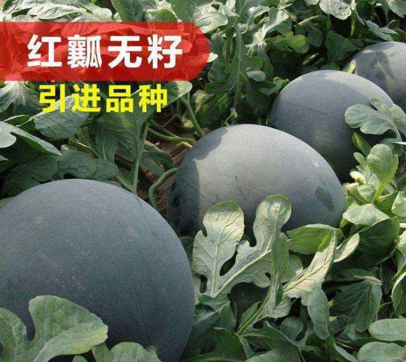 新品超甜无籽西瓜种子高产薄皮红心多汁特大西瓜种籽蔬菜水果