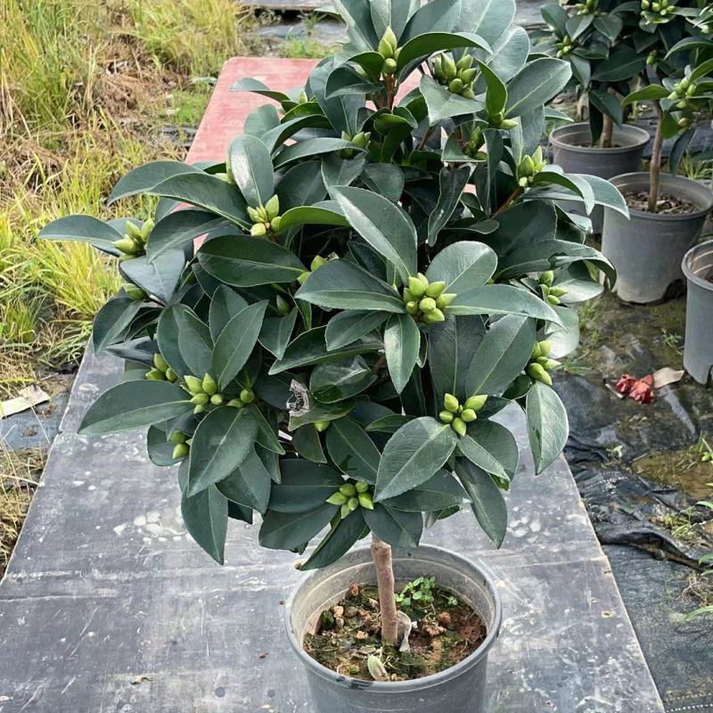 重瓣四季茶，夏日七星基地一手货源！需要的联系我
