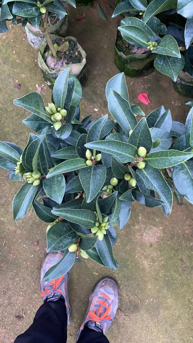 重瓣四季茶，夏日七星基地一手货源！需要的联系我