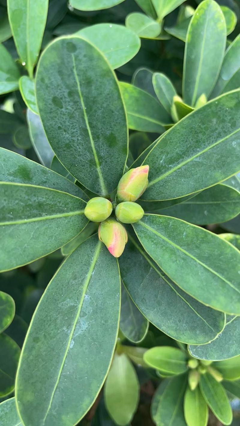 重瓣四季茶，夏日七星基地一手货源！需要的联系我