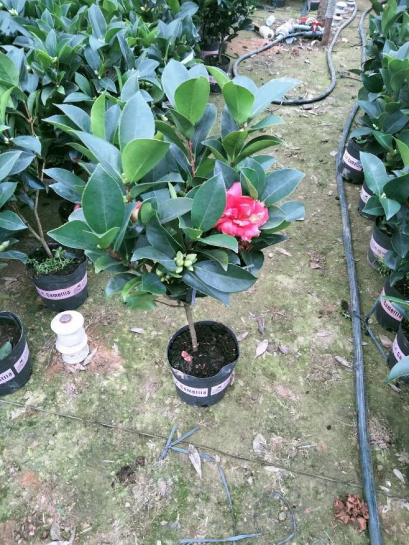 重瓣四季茶，夏日七星基地一手货源！需要的联系我