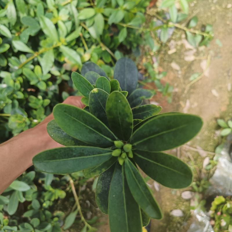 重瓣四季茶，夏日七星基地一手货源！需要的联系我