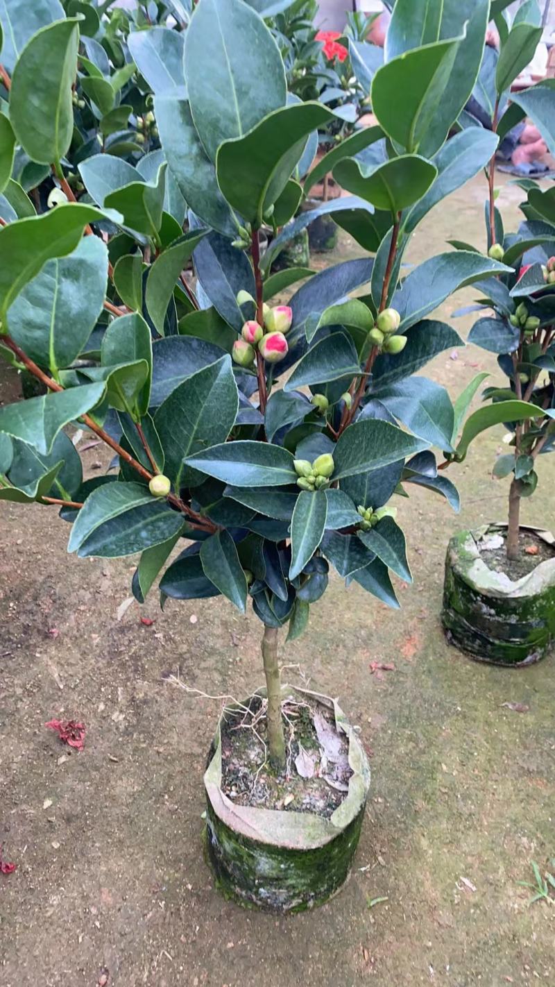 重瓣四季茶，夏日七星基地一手货源！需要的联系我