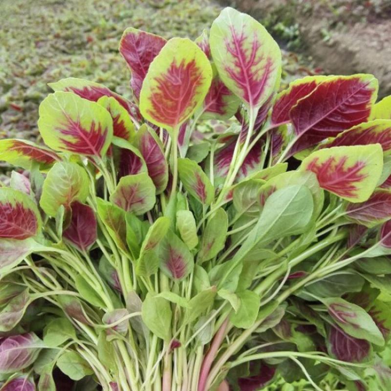红苋菜种子春夏新鲜青菜种籽野菜四季盆栽阳台蔬菜种子