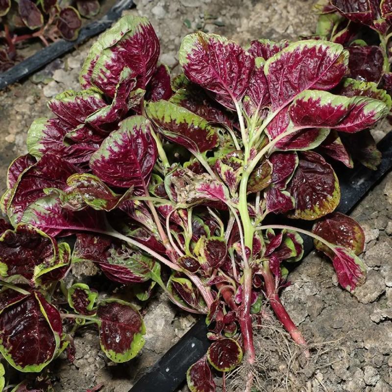 红苋菜种子春夏新鲜青菜种籽野菜四季盆栽阳台蔬菜种子