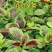 红苋菜种子春夏新鲜青菜种籽野菜四季盆栽阳台蔬菜种子