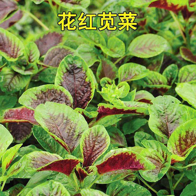 红苋菜种子春夏新鲜青菜种籽野菜四季盆栽阳台蔬菜种子