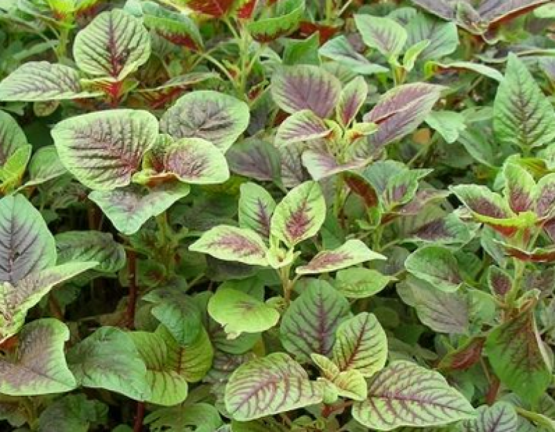 红苋菜种子春夏新鲜青菜种籽野菜四季盆栽阳台蔬菜种子