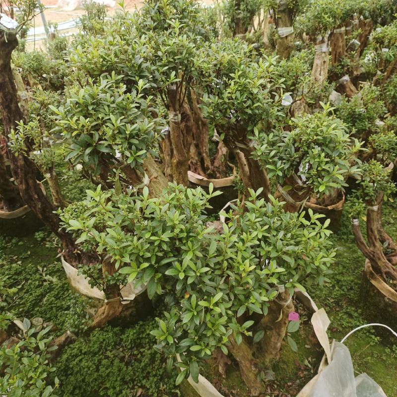 映山红原生桩，小盆景！基地一手货源！需要的其他规格可联系