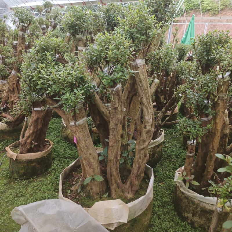 映山红原生桩，小盆景！基地一手货源！需要的其他规格可联系