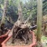 映山红原生桩，小盆景！基地一手货源！需要的其他规格可联系