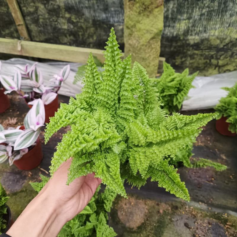 翠云草，各种厥类，吉姆厥，富贵蕨，波斯顿厥，狼尾蕨