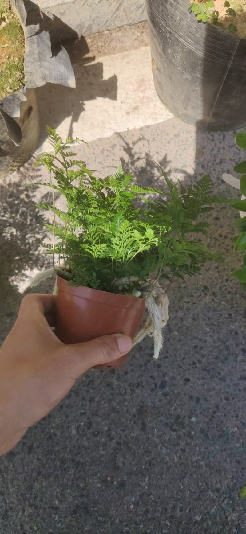 翠云草，各种厥类，吉姆厥，富贵蕨，波斯顿厥，狼尾蕨