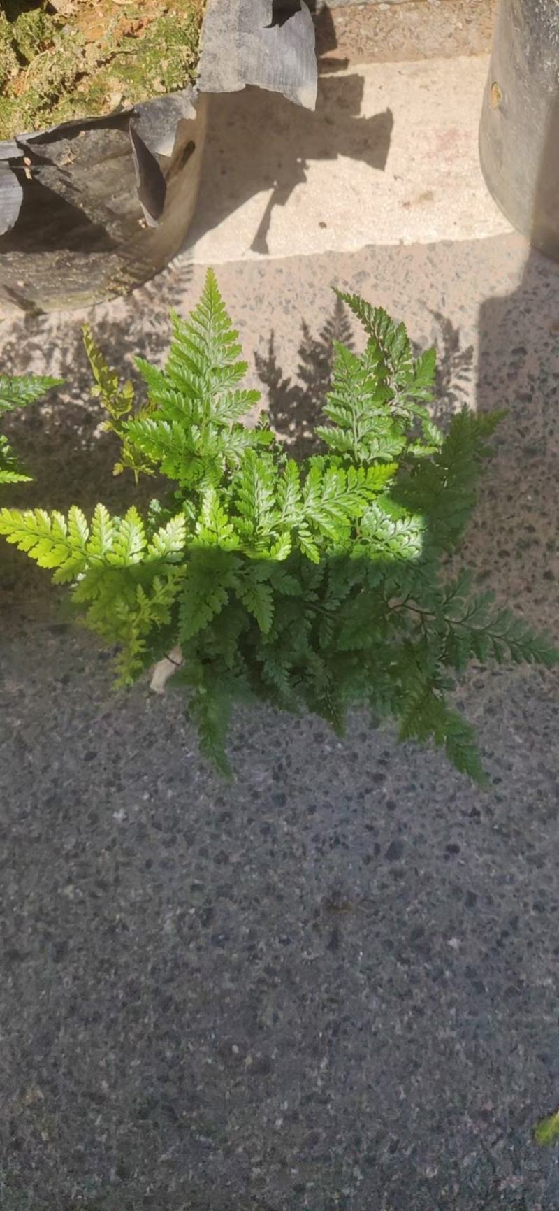 翠云草，各种厥类，吉姆厥，富贵蕨，波斯顿厥，狼尾蕨