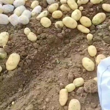 土豆开挖