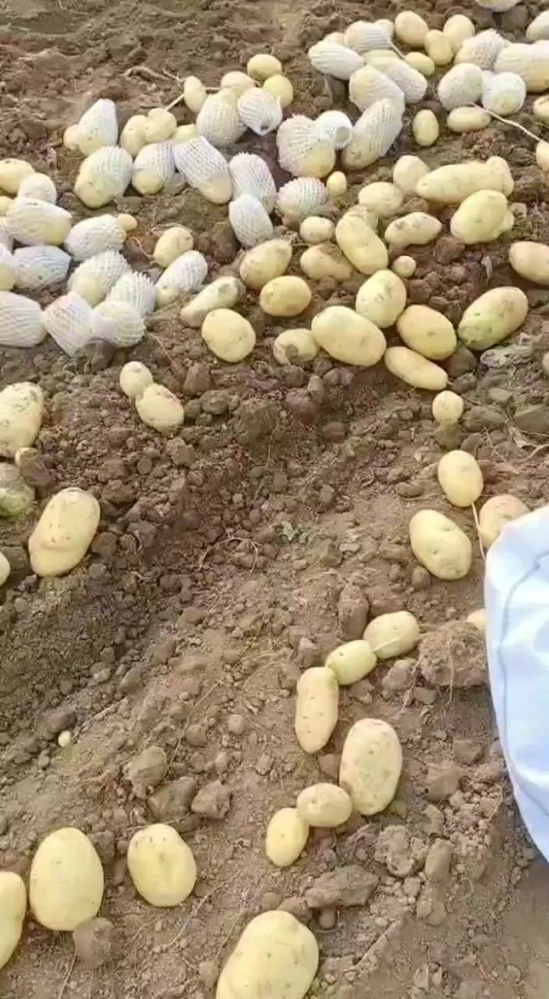 土豆开挖