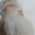 宠物龙猫