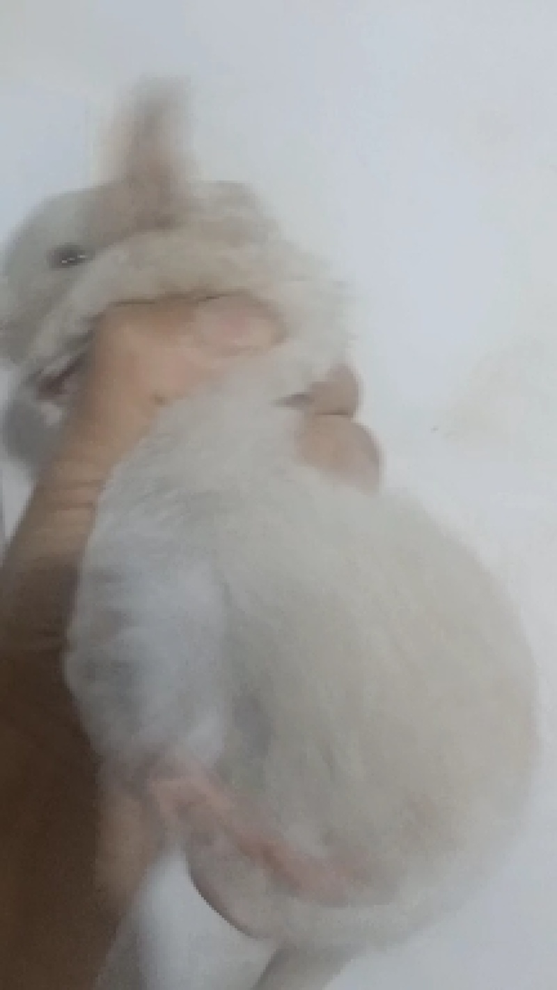 宠物龙猫
