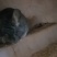 宠物龙猫