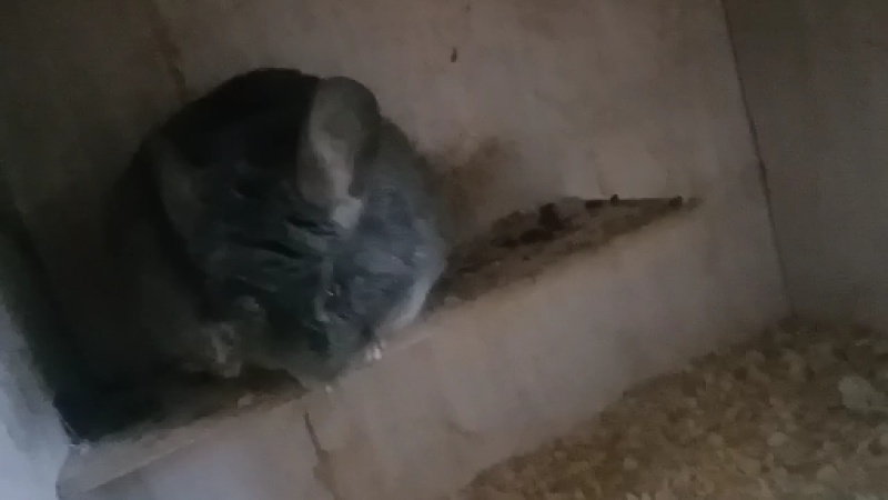 宠物龙猫