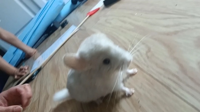 宠物龙猫