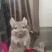 宠物龙猫