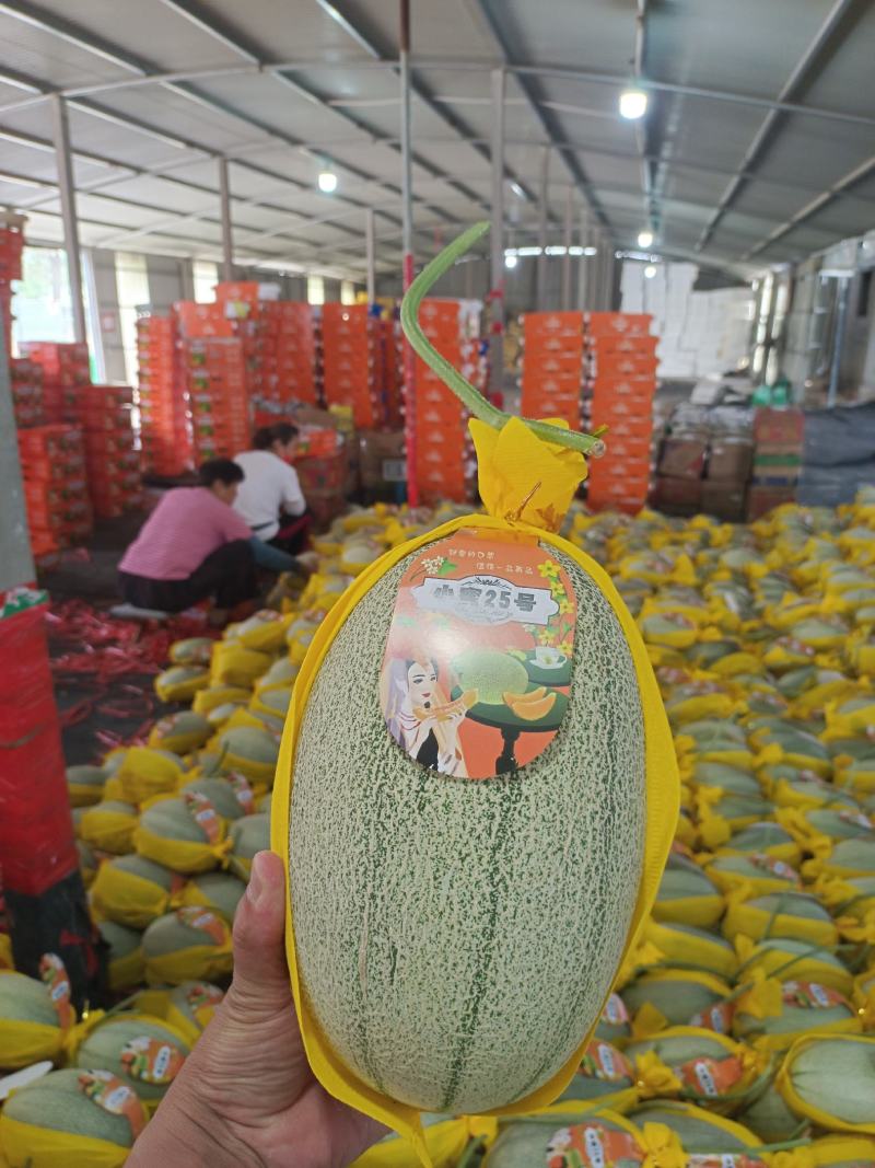 黄金蜜25哈蜜瓜金福蜜凤金6号种植产地量大糖度高包棚定货