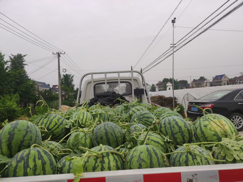 江苏南通无籽美都西瓜包熟口感好大量上市量大价优