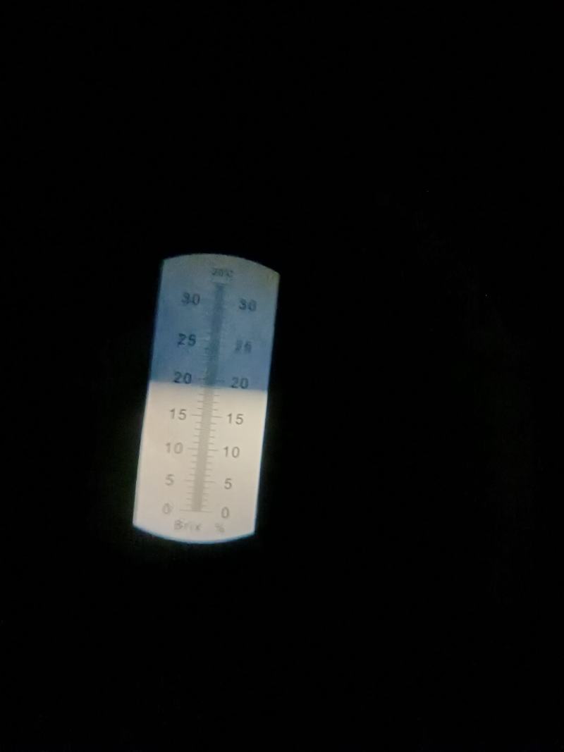 黄金密1号大量上市，欢迎广大客商前来采购!量大果优糖度高