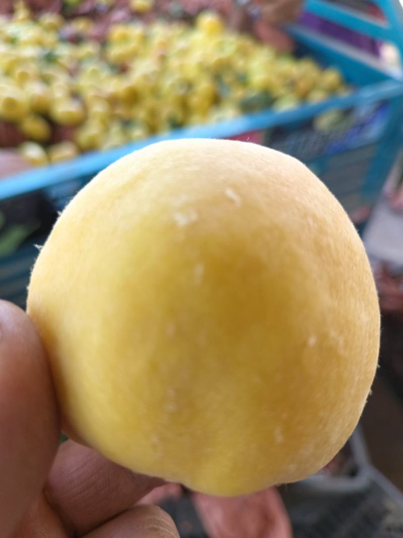 黄金密1号大量上市，欢迎广大客商前来采购!量大果优糖度高