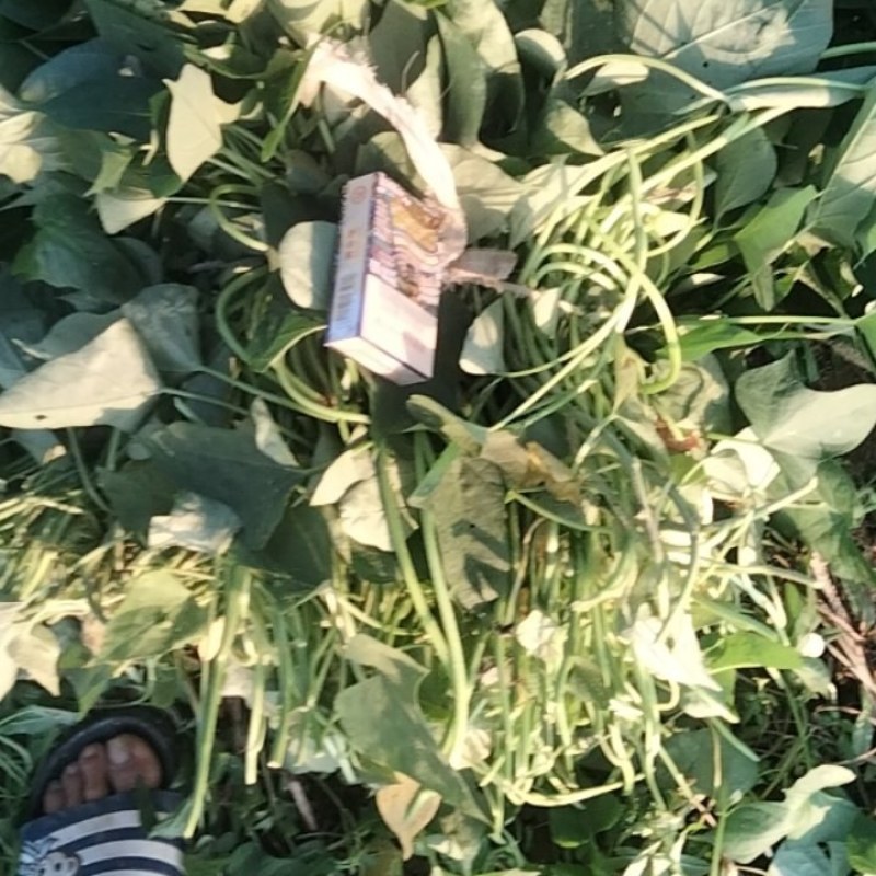 脱毒原种红薯苗