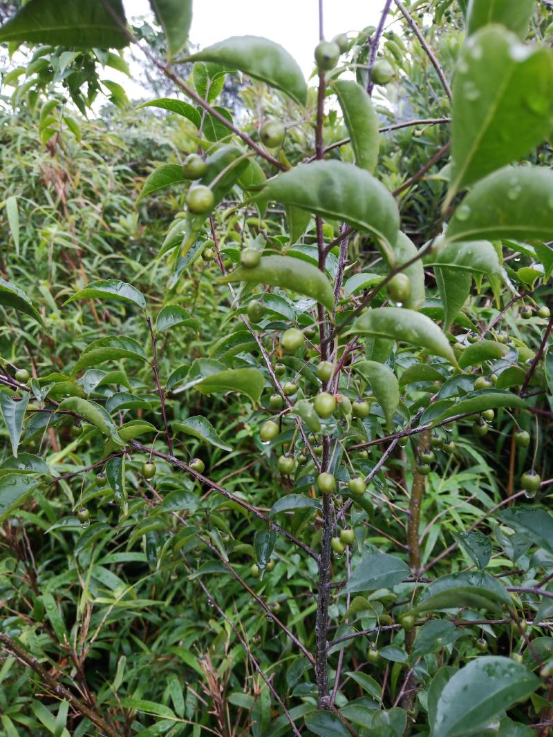 岗梅根，称星木，岗梅种子，岗梅阳枝大量供货