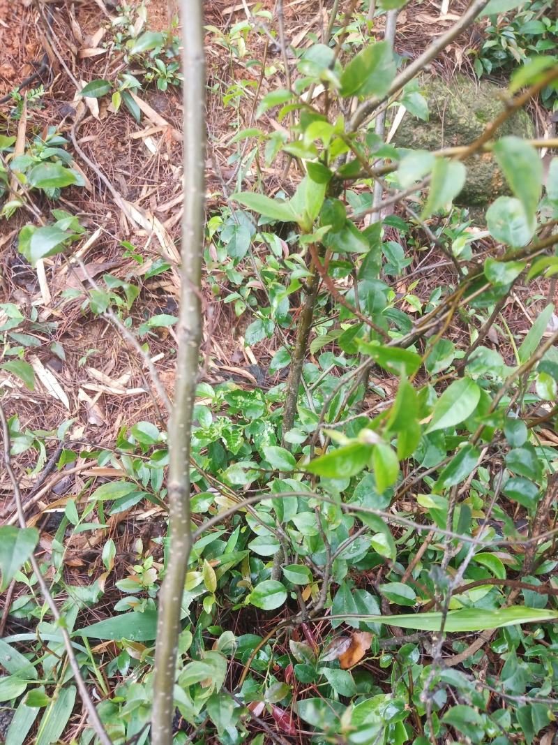 岗梅根，称星木，岗梅种子，岗梅阳枝大量供货