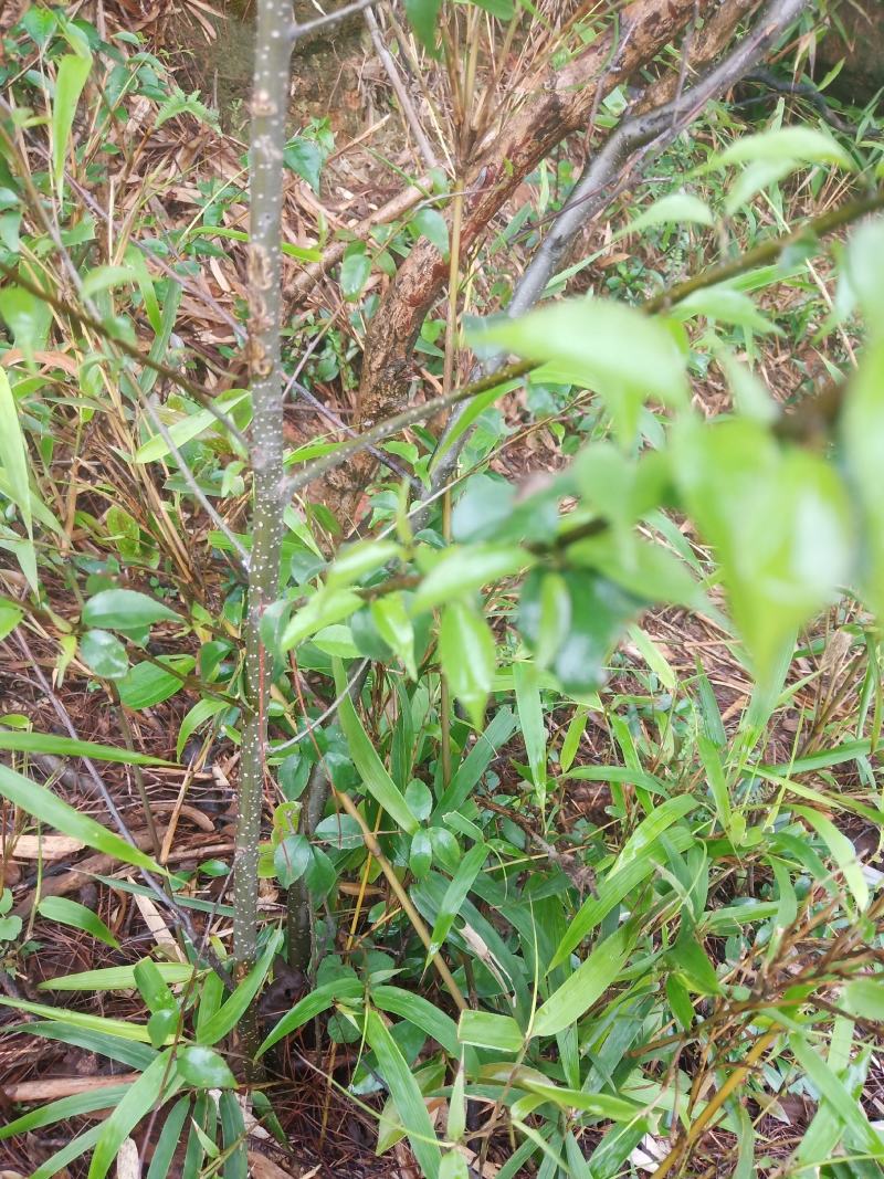 岗梅根，称星木，岗梅种子，岗梅阳枝大量供货