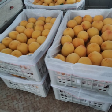 黄金密水蜜桃，商超用125克到200克水蜜桃量大