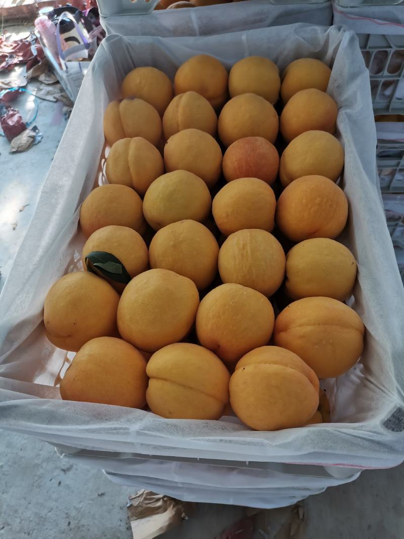 黄金密水蜜桃，商超用125克到200克水蜜桃量大