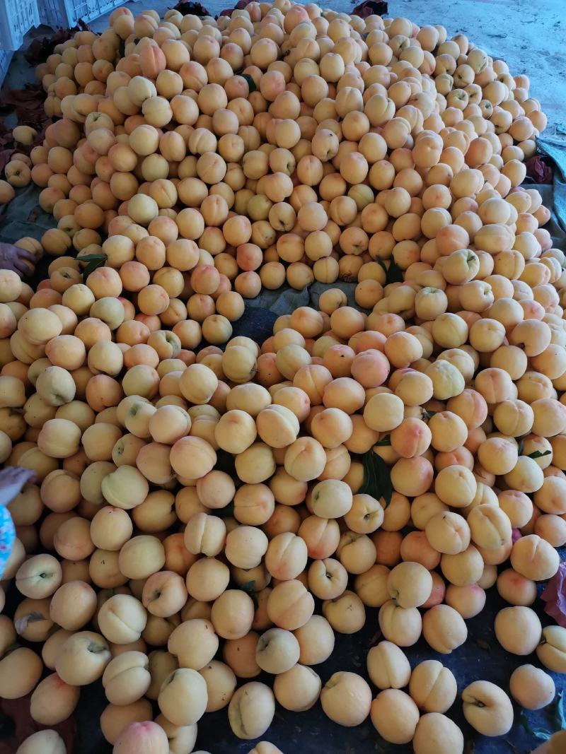 黄金密水蜜桃，商超用125克到200克水蜜桃量大