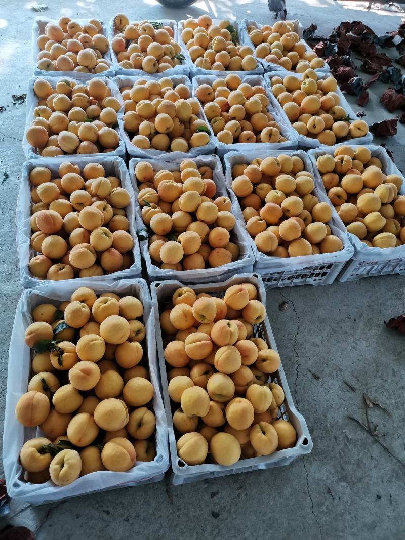 黄金密水蜜桃，商超用125克到200克水蜜桃量大